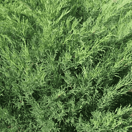 Можжевельник казацкий  Knap Hill