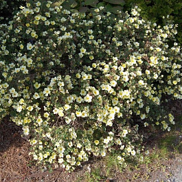 Лапчатка кустарниковая Примроуз Бьюти