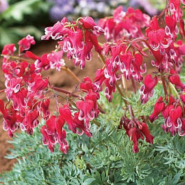 Дицентра красивая Бёрнинг Хатс