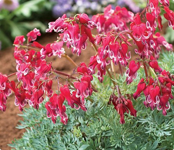 Дицентра красивая Бёрнинг Хатс