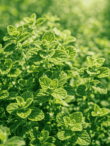 Душица сирийская Zaatar