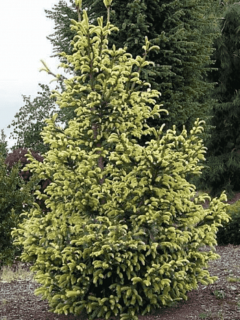 Ель ситхинская Aurea