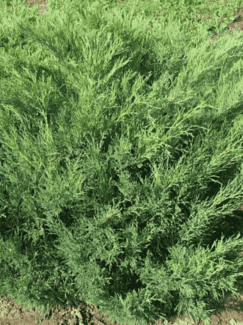 Можжевельник казацкий  Knap Hill