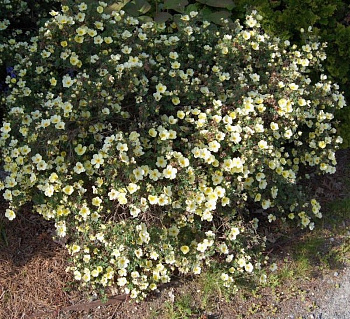 Лапчатка кустарниковая Примроуз Бьюти