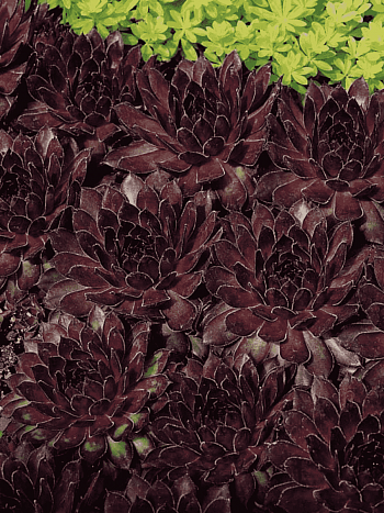 Молодило гибридное Noir