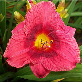 Лилейник гибридный Силоам Джим Купер