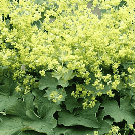 Манжетка мягкая Robustica