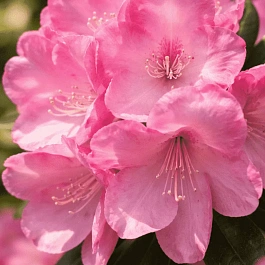 Рододендрон гибридный Pink Titan