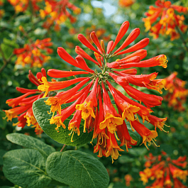 Жимолость Брауна Dropmore Scarlet