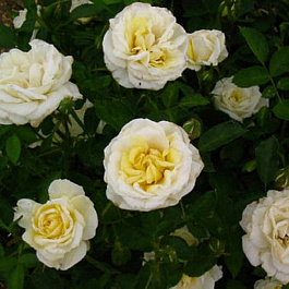 Роза канадская парковая Ж.П.Коннел