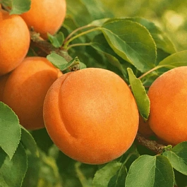 Абрикос Goldrich