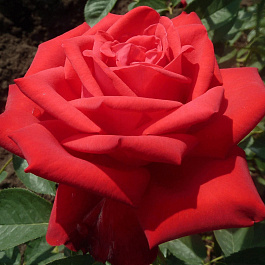 Роза чайно-гибридная Софи Лорен Роза чайно-гибридная Софи Лорен