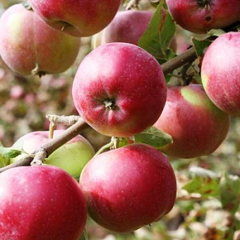 Яблоня Память Исаева