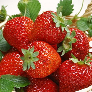 Земляника садовая Белорусочка