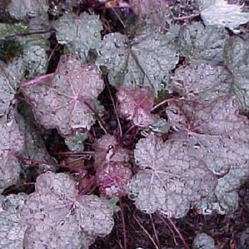 Гейхера гибридная Чоколат Вейл