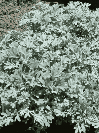 Полынь людовика Silver Brocade