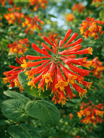 Жимолость Брауна Dropmore Scarlet