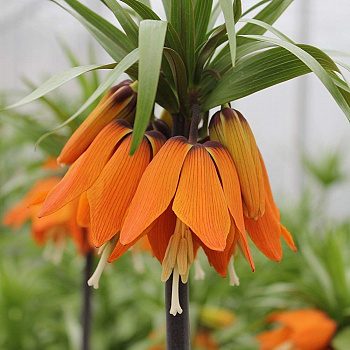 Рябчик императорский Аврора