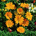 Газания (Гацания) Clear Orange Газания (Гацания) Clear Orange