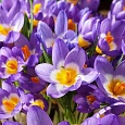 Крокус Ботанический Sieberi Tricolor
