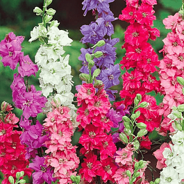 Дельфиниум консолида QIS mix