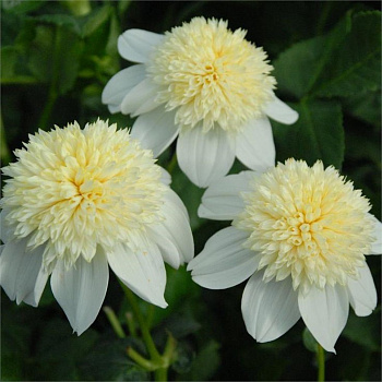Георгина Анемоновидная Платинум Блонд