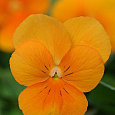 Фиалка рогатая Совершенство оранжевая Фиалка рогатая Совершенство оранжевая