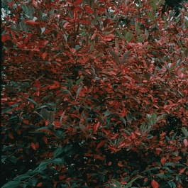 Арония древовидная Brilliant