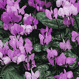 Цикламен косский Icebrake