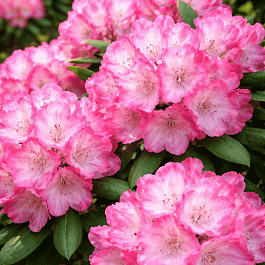 Рододендрон якушиманский Fantastica