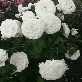 Роза  кустовая Princess Miyuki