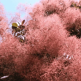 Скумпия кожевенная Foliis Purpureis