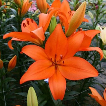 Лилия азиатская Калурозо