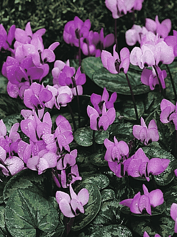 Цикламен косский Icebrake