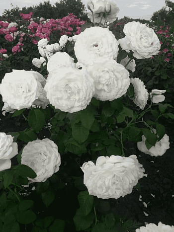 Роза  кустовая Princess Miyuki