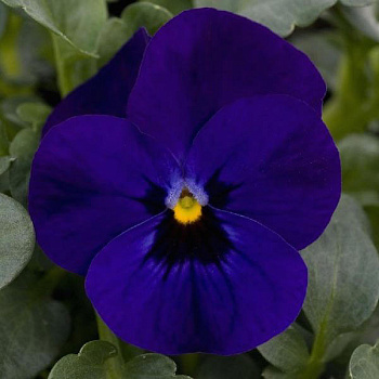 Виола (Фиалка, Анютины глазки) рогатая Twix Deep Blue with Eye