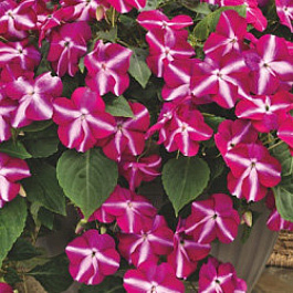 Бальзамин Баланс Роуз Стар