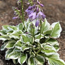 Хоста Yellow diamonds are Forever