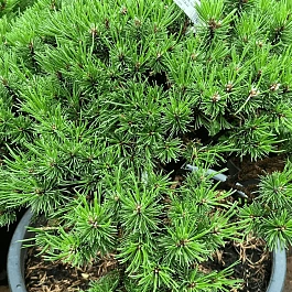 Сосна горная Hnízdo штамб 40 см