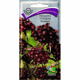 Гвоздика Турецкая Нигриканс