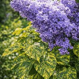Сирень обыкновенная Аукубафолия