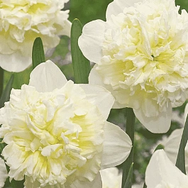 Нарцисс Ice King