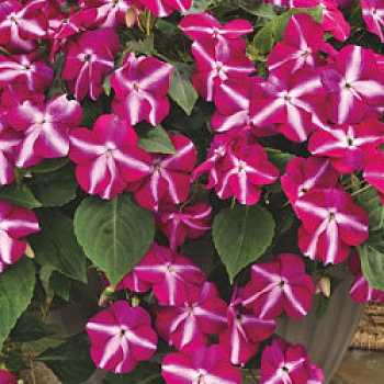 Бальзамин Баланс Роуз Стар