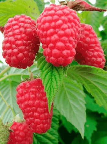 Малина обыкновенная Гусарская доблесть