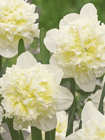 Нарцисс Ice King