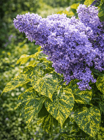 Сирень обыкновенная Аукубафолия