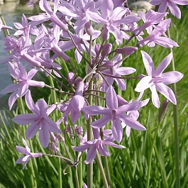 Тульбагия фиолетовая