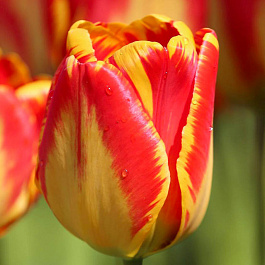 Тюльпан Дарвинов гибрид Баня-Лука НАБОР 2ШТ (10+10)