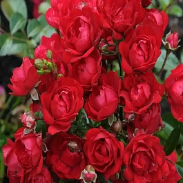 Роза почвопокровная Miniature Red