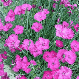 Гвоздика перистая Whatfield Magenta